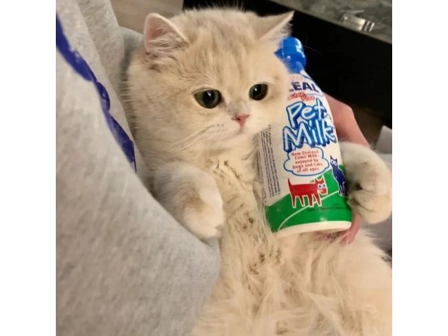 狗子