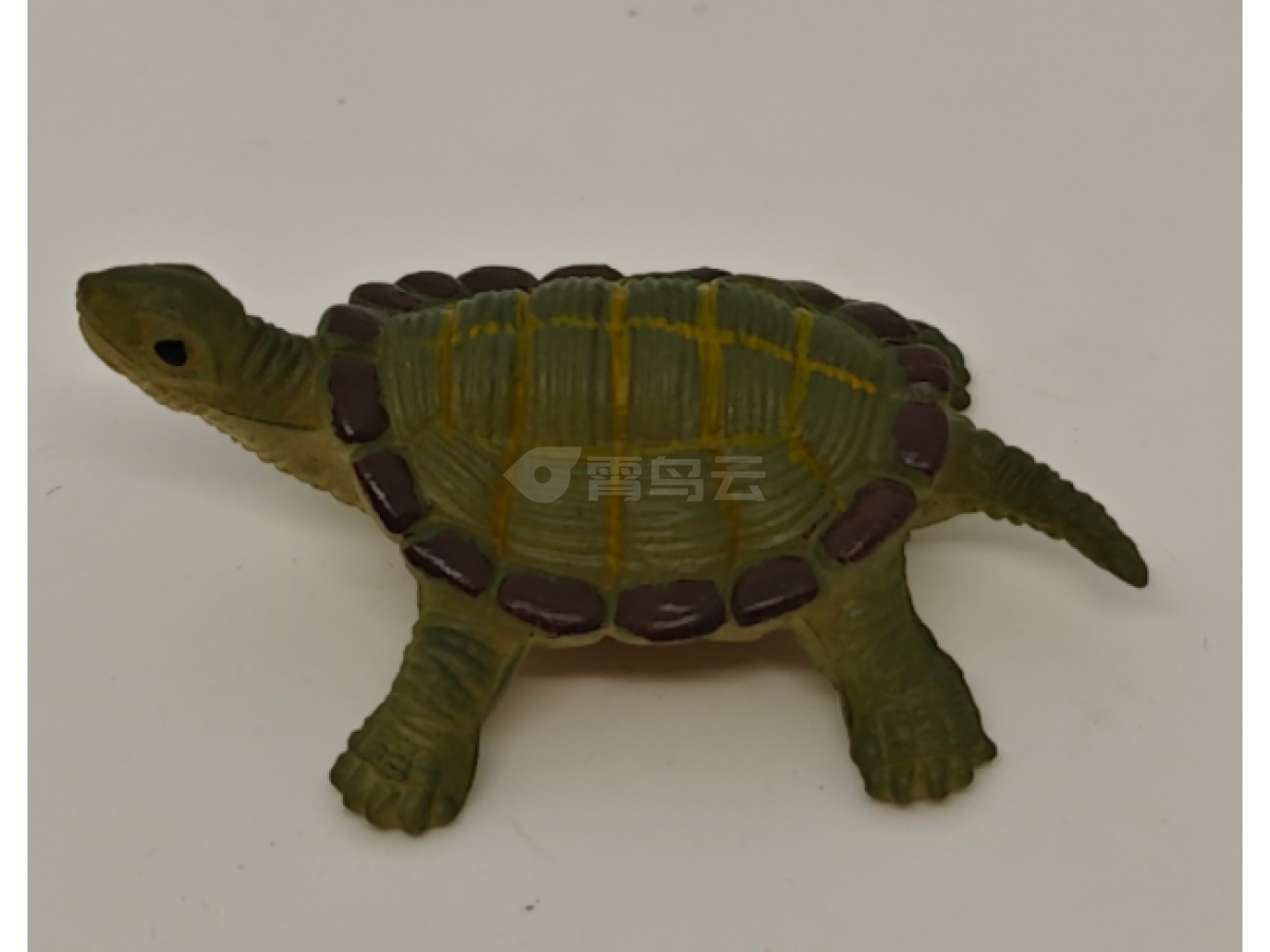迷你乌龟12