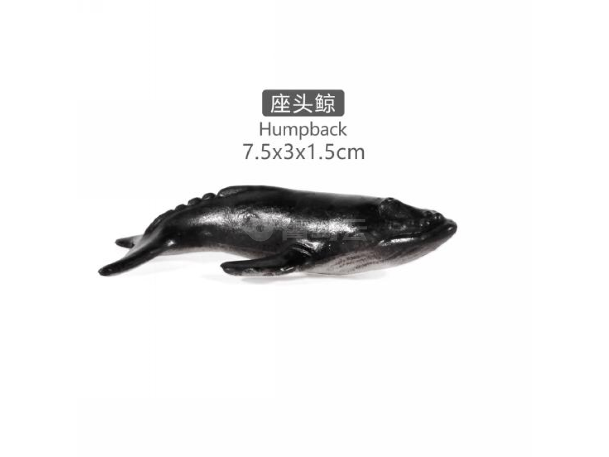 2寸座头鲸