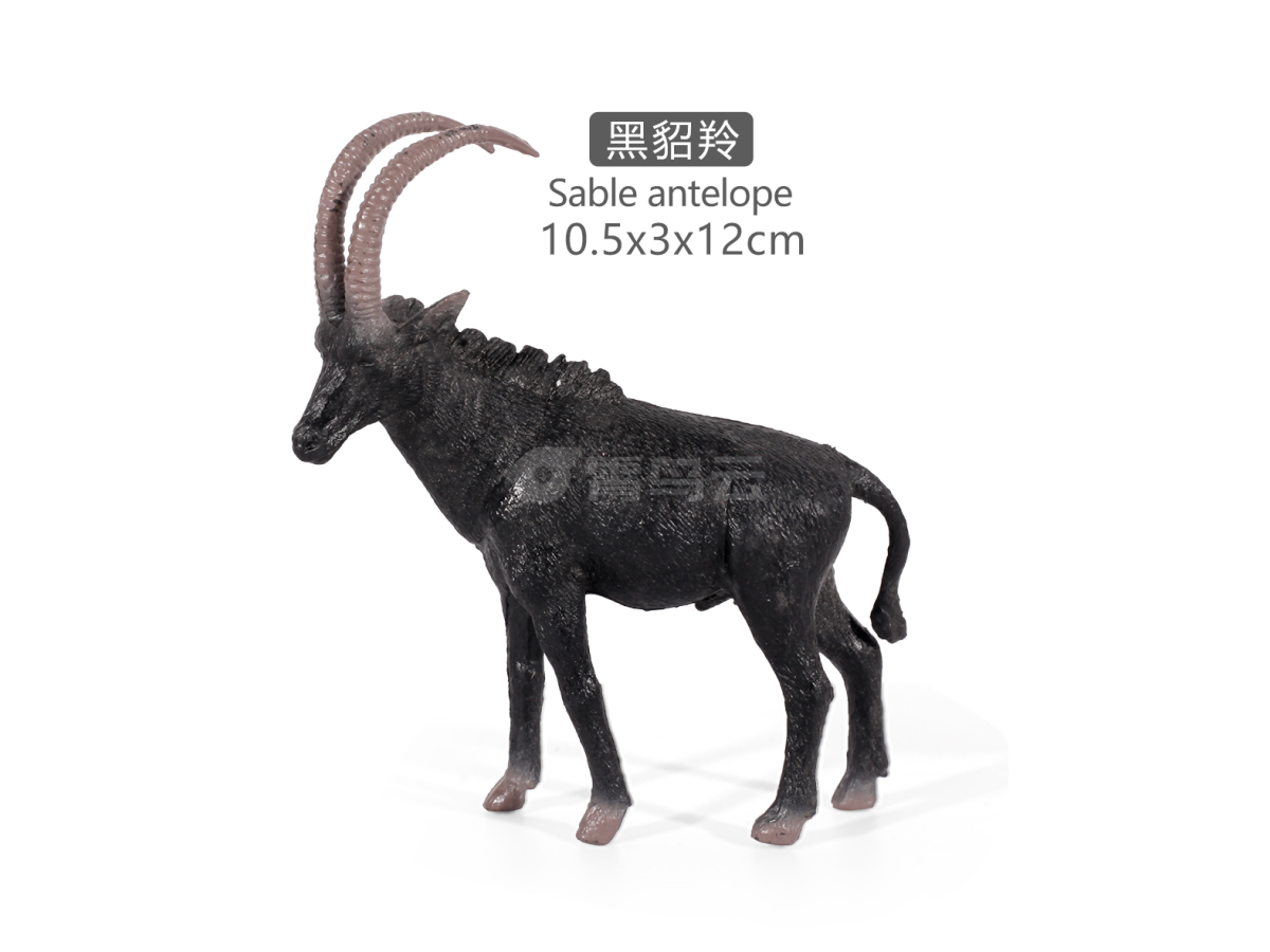 5寸黒貂羚（公）
