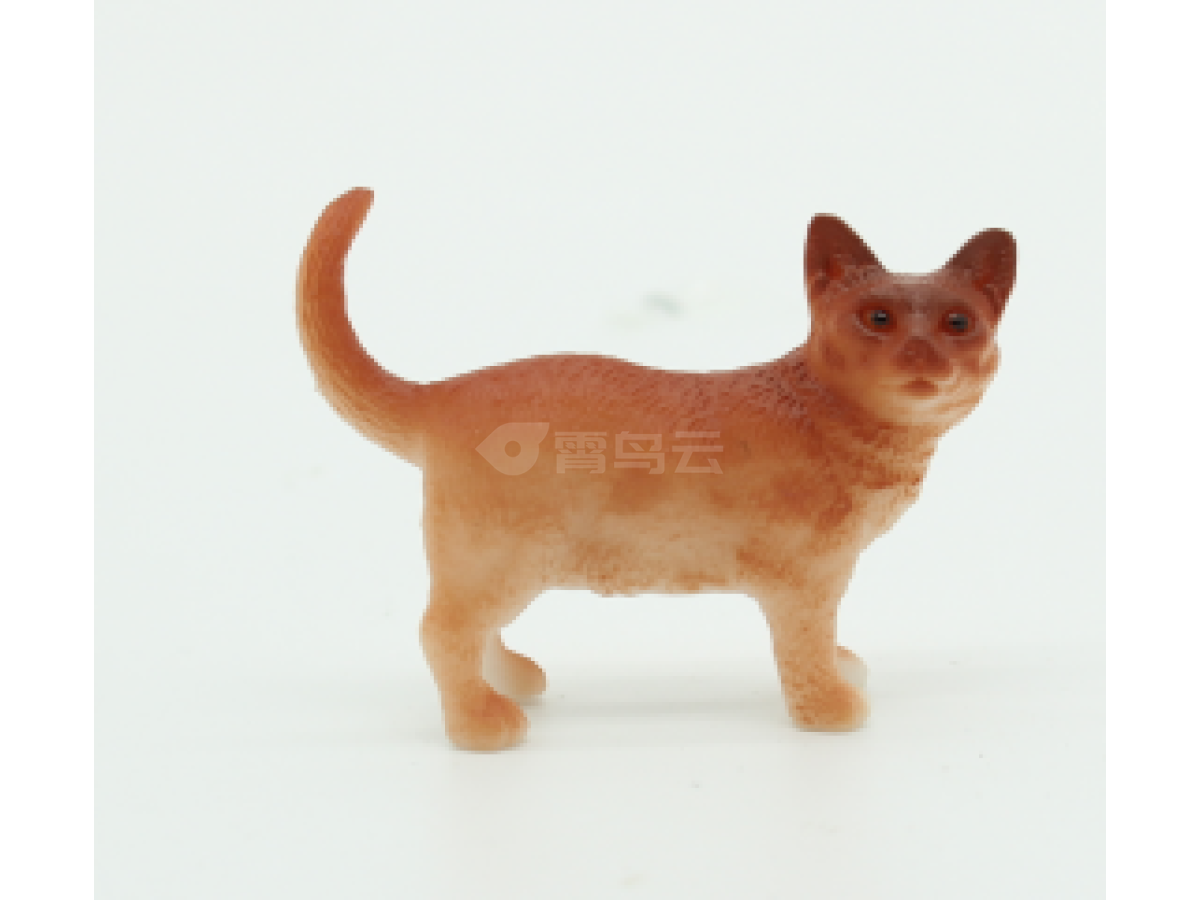 2寸猫03