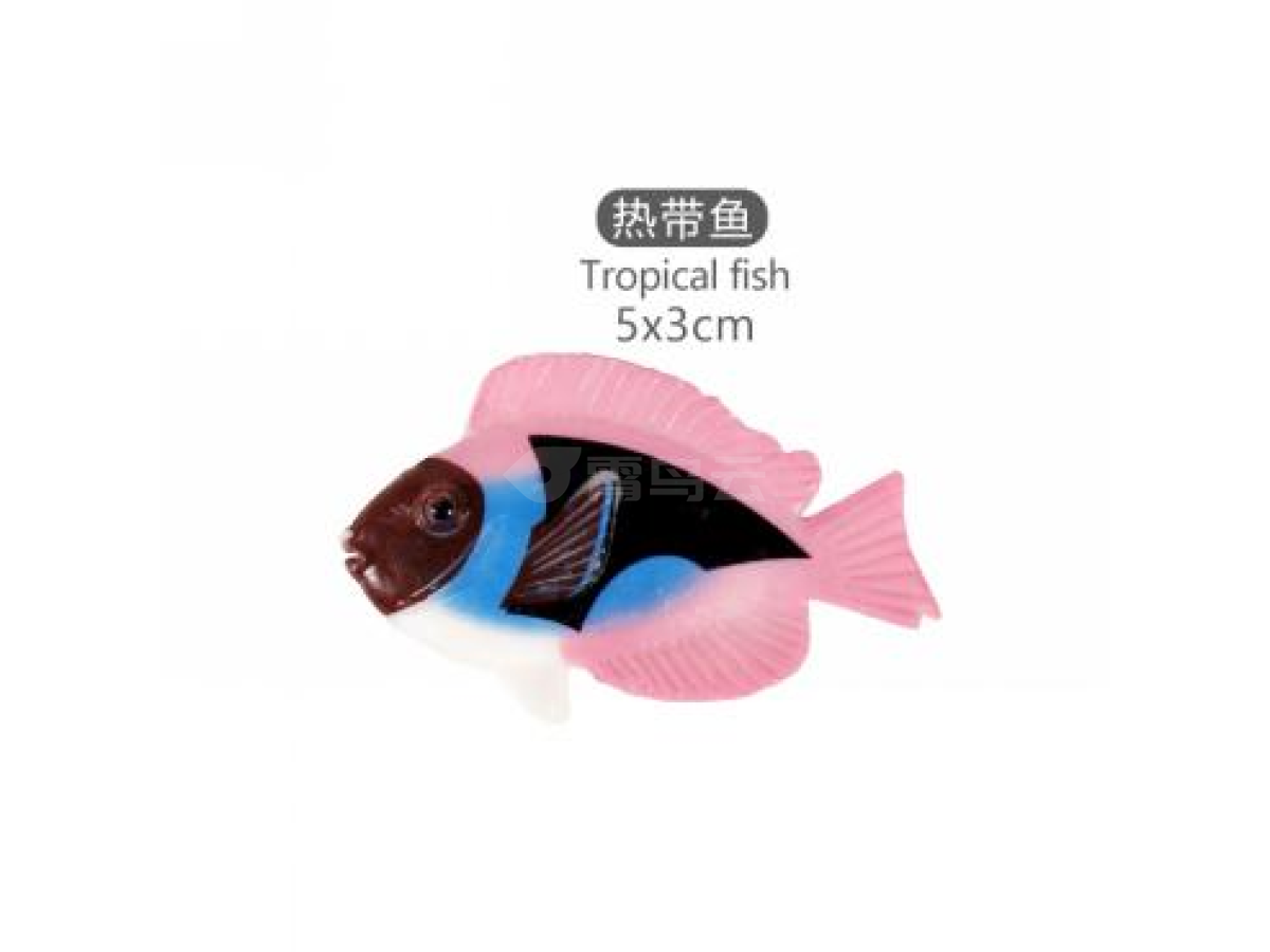 2寸热带鱼9