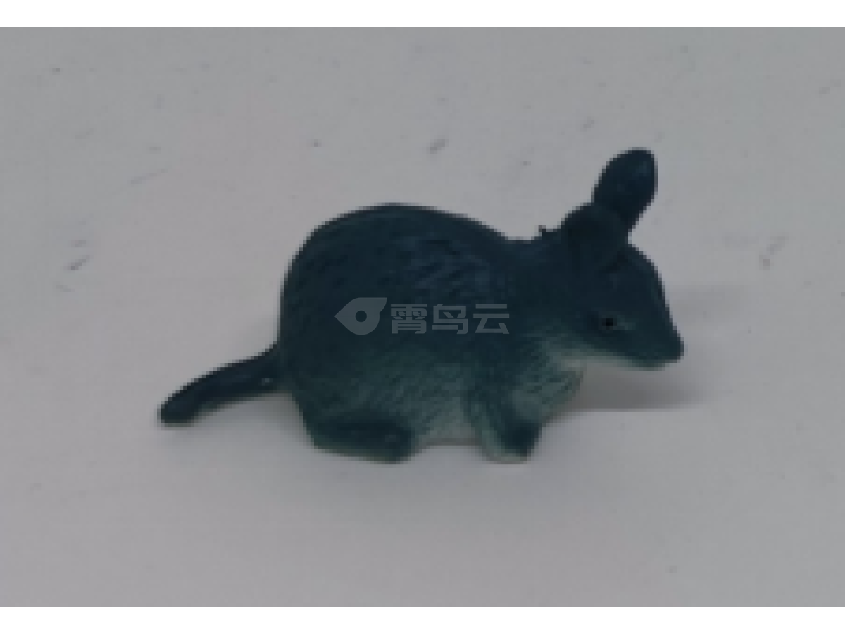 2寸小野兔