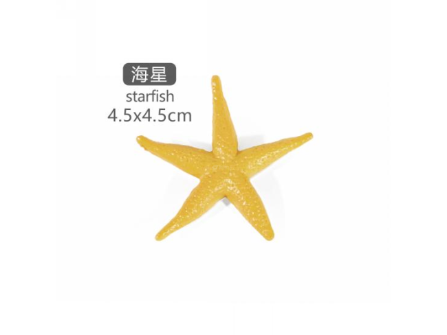 2寸海星