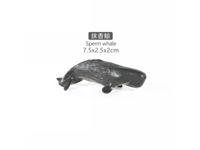 2寸抹香鲸
