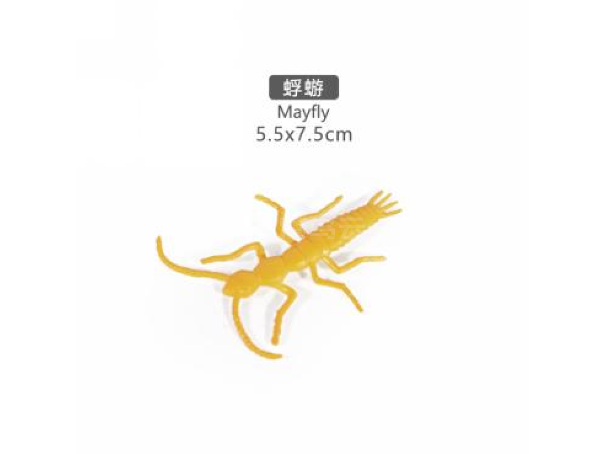 2寸蜉蝣