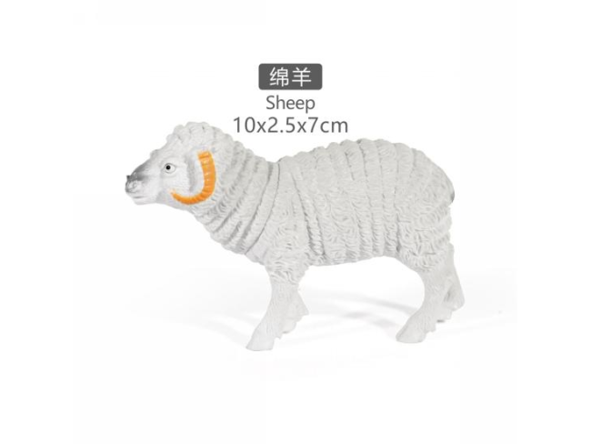 5寸白绵羊