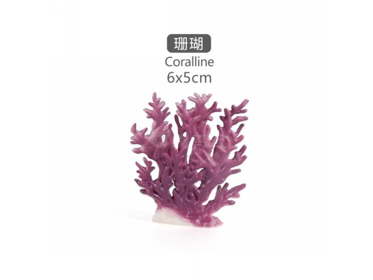 2寸珊瑚